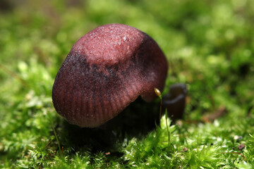苔の絨毯に暗褐色のクヌギタケ属茸アップ（日本アウトドアフィールド菌・キノコ生態マクロ撮影） © SAIGLOBALNT