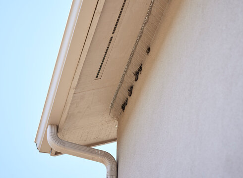 Bats roosting under the Eave of a Stucco House