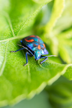 Male Hibiscus Harlequin Bug
