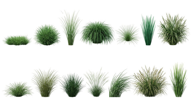 Green ornamental grass collection, 14 realistic garden plant tufts on white background, decorative landscape shrubs for architectural visualization