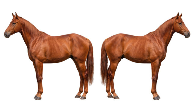 Chestnut horse profile on white background, pair of brown stallions in side view, purebred sorrel equine animals for equestrian design