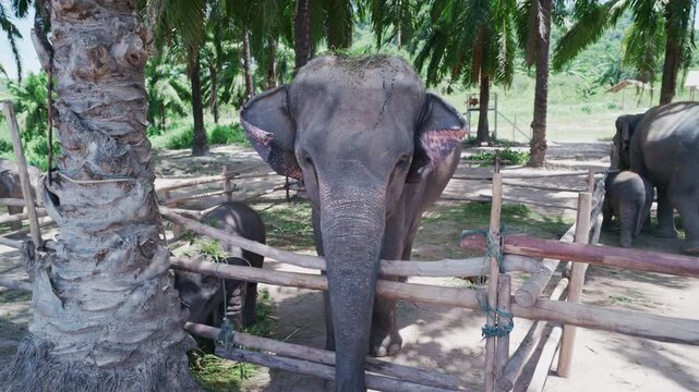 Adult Asian elephant standing near wooden fence at wildlife sanctuary.