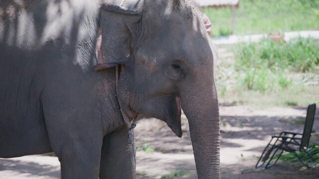 Adult Asian elephant standing near wooden fence at wildlife sanctuary.