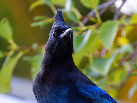 Steller Jay 