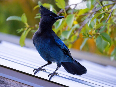Steller Jay Pearched 