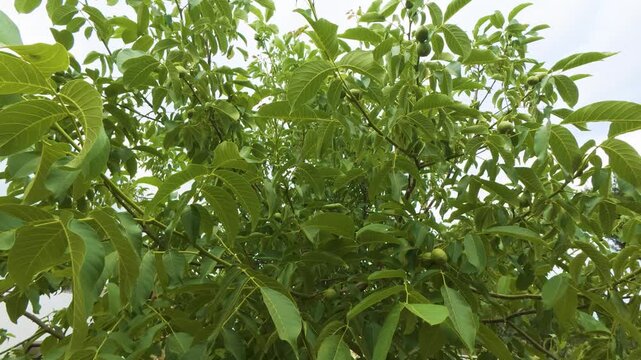 Low angle view of young green walnuts growing on tree branches with vibrant green leaves under bright daylight, organic agriculture and nut farming concept in rural orchard