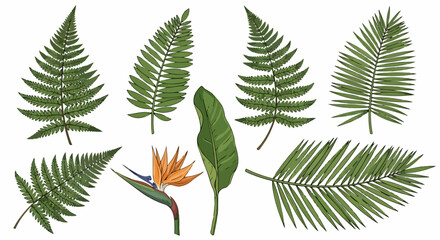 Obraz premium Tropical fern and bird of paradise leaves illustration
