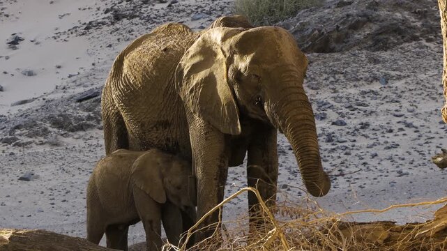 African elephant mother and baby nursing in dusty landscape of Namib desert.