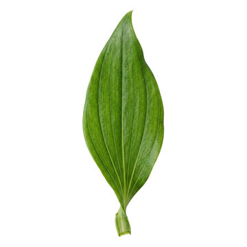 Vibrant Green Alstroemeria Leaf Isolated On White Solid Background Top View Textured Herbaceous Foliage Studio Macro Shot Perfect Single Leaf For Nature Botanical Designs
