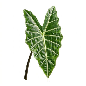 Vibrant Green Amy Root Leaf Isolated On White Solid Background Top View Textured Herbaceous Foliage Studio Macro Shot Perfect Single Leaf For Nature Botanical Designs
