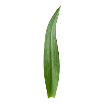Vibrant Green Asphodel Leaf Isolated On White Solid Background Top View Textured Herbaceous Foliage Studio Macro Shot Perfect Single Leaf For Nature Botanical Designs
