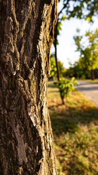 Vertical close-up of rough grooved tree bark with moss in golden evening sunlight with a soft blurred background.