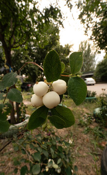Close-up of white snowberries on a slender branch with green leaves for autumn and botanical concepts.