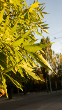 Vertical close-up of green ash leaves illuminated by warm golden hour light with a blurred background for nature designs.