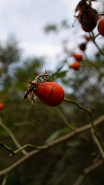 Low-angle view of ripe red rose hips on a twig against a blurred sky for fall and herbal themes.