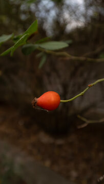Close-up of a single bright red rose hip on a branch with a blurred dark background for herbal concepts.