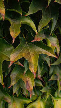 Close-up of green Boston ivy leaves with early autumn red edges for natural wall background designs.