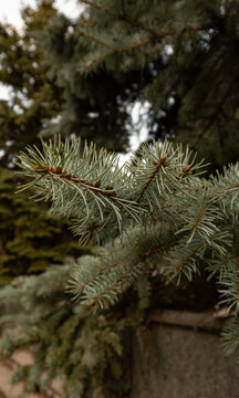 Close-up of blue spruce needle branch with brown buds for Christmas, winter, and nature designs.