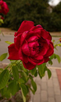 Close-up of a blooming deep red rose flower with velvety petals for floral and romantic designs.