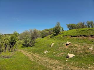 Obraz premium A picturesque spring landscape with a dirt path through a green hillside, scattered rocks, trees, and a few cows grazing at the top. 📍 Marivan, Kurdistan, Iran 