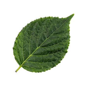 Single fresh green perilla leaf with serrated edges and visible veins isolated on a transparent background