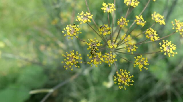 Yellow beetle with black spots on tiny yellow flowers blowing in breeze