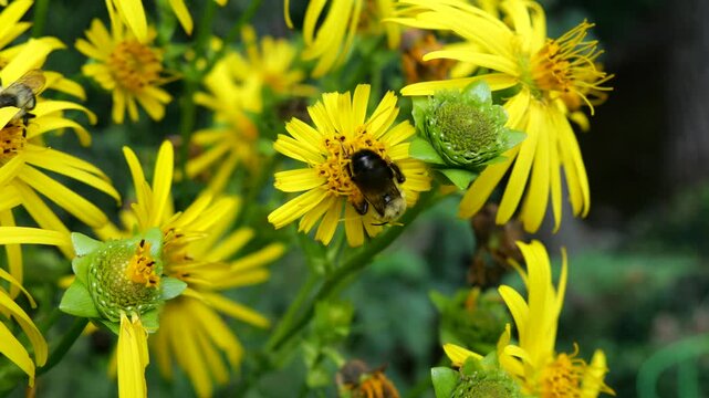 Bumble bee pollinator insect on cluster of yellow flowers moving around