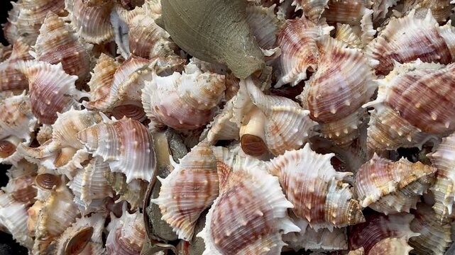 Crown conch seashell
