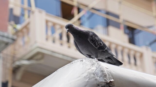 Full body of a curious feral pigeon looking at camera in the city