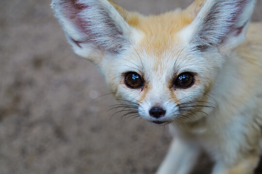 A cute and silly-eared fennec fox with big eyes in a close-up