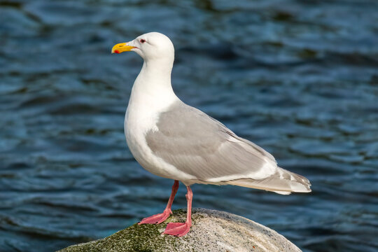 Glaucous-winged gull in breeding colors