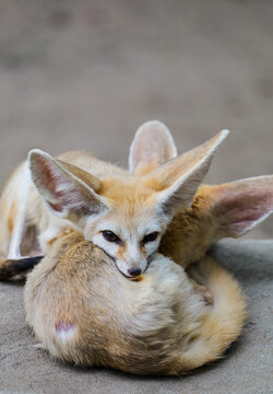 The fennec fox found its own pillow