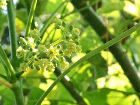 Close up of small yellowish-green jatropha curcas flowers blooming among lush leaves. A tropical medicinal herbal plant found in Indonesia, widely used for bioenergy and traditional remedy