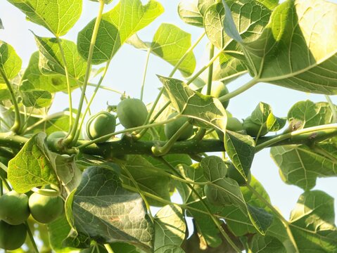 Young green jatropha curcas fruits growing on a tree branch with lush leaves. Tropical medicinal plant found in Indonesia, widely used as a natural source for bioenergy, biodiesel, and herbal remedy