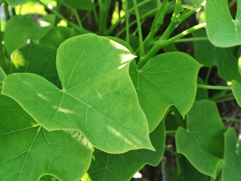 Close up of fresh green jatropha curcas leaves glowing under soft natural sunlight. Medicinal plant widely found in Indonesia, commonly used for traditional healing, herbal remedy, and biofuel