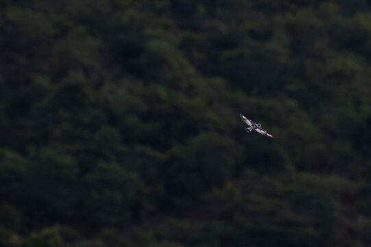 High angle distant view of a Pied Kingfisher gliding with spread wings in flight over a dark hill background with rain and blurred background.