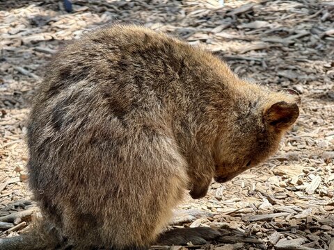 うとうとするクオッカ