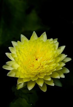 In recent years, a specially cultivated variety of yellow thousand-petal water lily blooms in the center, with layered petals spreading out radially, high-contrast plant photography against a dark bac