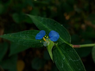 Close-up photograph of a delicate blue wildflower surrounded by lush green leaves in a natural outdoor setting. The contrasting blue petals and dark green foliage create a peaceful botanical scene sui © USWATUL