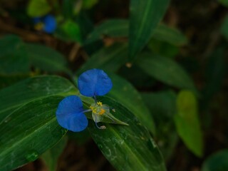 Close-up photograph of a delicate blue wildflower surrounded by lush green leaves in a natural outdoor setting. The contrasting blue petals and dark green foliage create a peaceful botanical scene sui © USWATUL