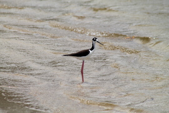 Black necked stilt on water