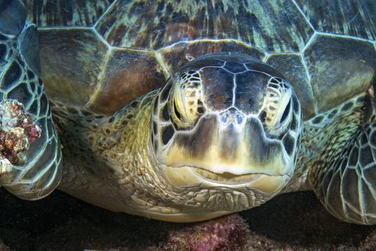 Underwater close-up portrait of the head of a green turtle (Chelonia mydas), the green turtle, formerly also known as the soup turtle, looks directly at the viewer, found in all tropical and subtropical seas, including the Mediterranean, internationally
