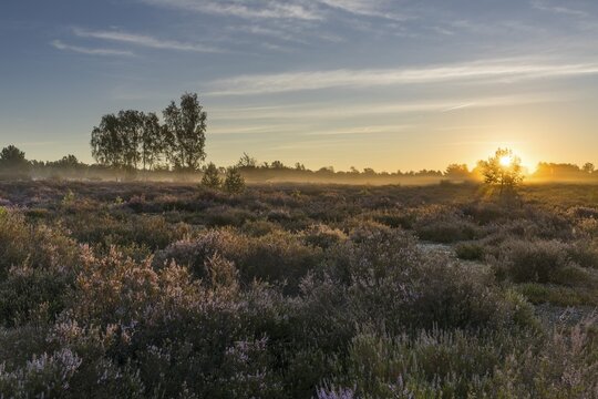 Sunrise with mist over the heath, common heather (Calluna vulgaris) in bloom, heather in bloom in the Forsthaus Pr&ouml;sa nature reserve within the Lower Lusatian Heath Landscape nature park Park, Brandenburg, Germany