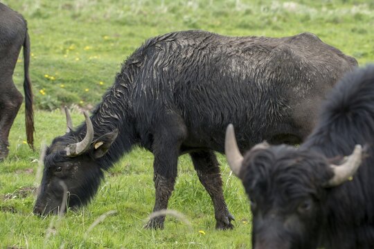 Artiodactyla, Bubalus Arnee, Even-Toed Ungulate, Frie&szlig;nitzer See, Germany, Greiz, Pairhoofes, Thuringia, Water Buffalo, Grazing, Domesticated Animals, Extensive Grazing, Grazing, Pets, Mammals, Vogtland