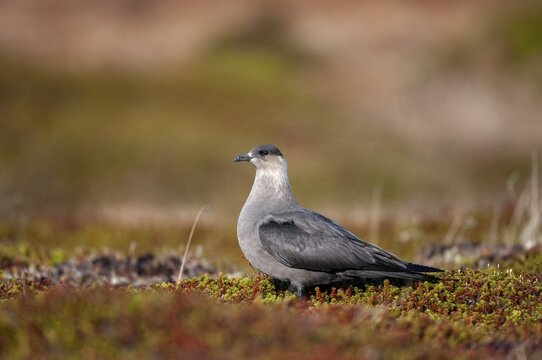 Arctic hunter, arctic skua, arctic tern, Norway, parasitic hunter, parasitic skua, parasite predatory gull, stercorarius parasiticus, varanger, birds, charadriiformes, limikolen, predatory gulls, stercorariidae, birds