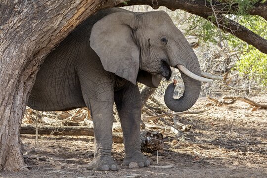 African forest elephant (Loxodonta cyclotis), Namibia