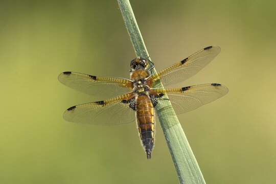 Four spotted chaser dragonfly (Libellula quadrimaculata) adult insect resting on a reed plant stem, England, United Kingdom
