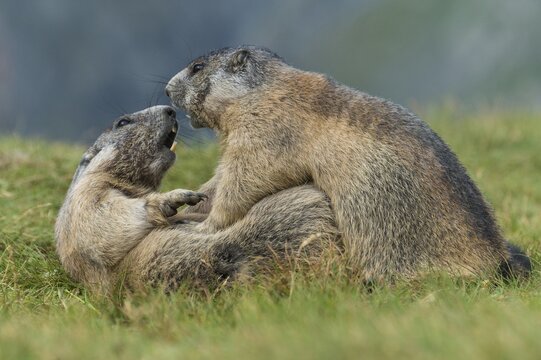 Marmots (Marmota marmota) in the Alps, fight, play, mating, Hohe Tauern National Park, Austria