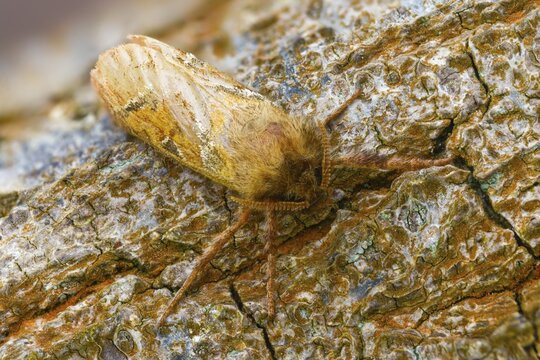 Ampfer root borer, hepialus sylvina, mallow root spinner, orange swift, triodia sylvina, root borer, flew off, old, insects, moths, moths, moths, butterflies, camouflage