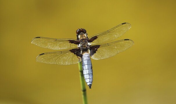 Flat-bellied damselfly (Libellula depressa) Male with open wings on plant stem at garden pond, Allg&auml;u, Bavaria, Germany
